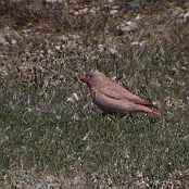 Trumpeter Finch  "Bucanetes githagineus"